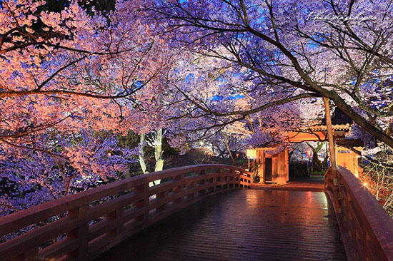 日本旅游長野自由行景點·高遠城的夜櫻（資料圖）