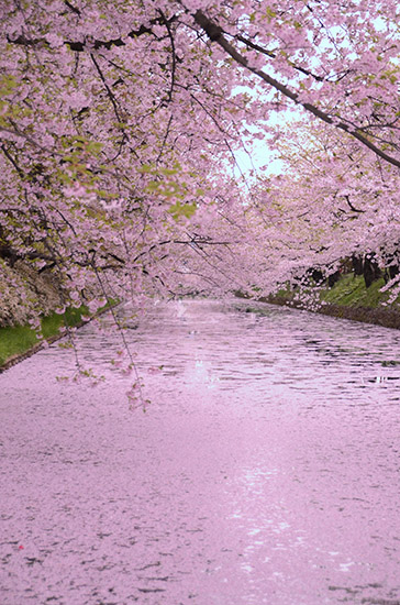 日本旅游东北行:弘前城的樱花