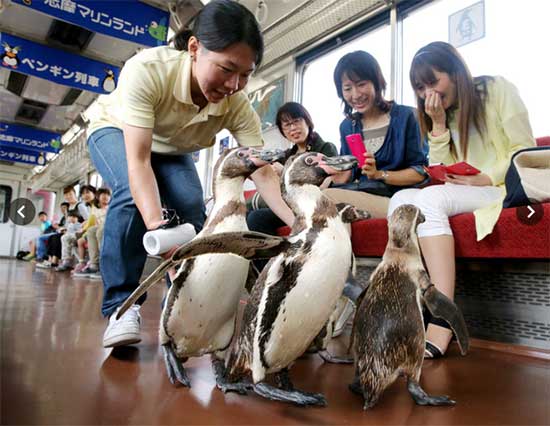 游客與企鵝同乘一輛車 近鐵鐵道志摩線策劃企鵝列車旅行