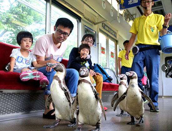 游客與企鵝同乘一輛車 近鐵鐵道志摩線策劃企鵝列車旅行【2】