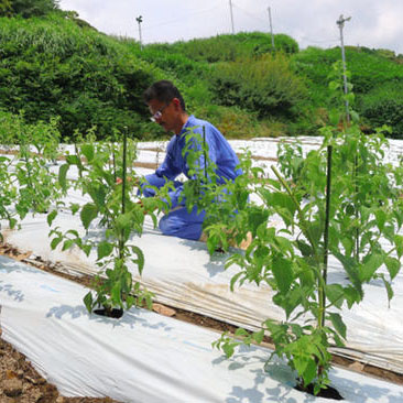資生堂在其位於靜岡縣的挂川工廠附近的本公司農場裡種植了紫蘇、紅花、藍香茶菜、生姜等植物，並將以這些植物為原料制作化妝品，最早將於2017年投入市場。