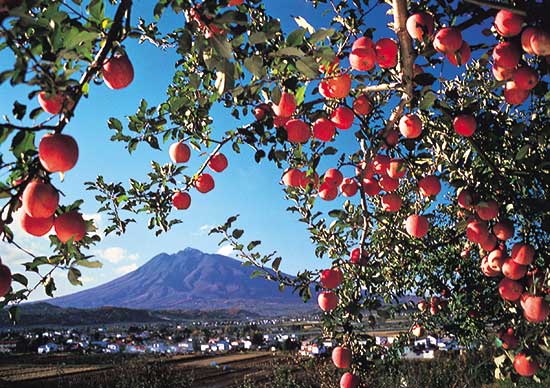 日本旅游地方特产·青森苹果