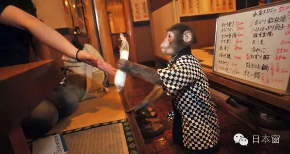 日本奇葩餐厅雇佣两只猴子做服务员