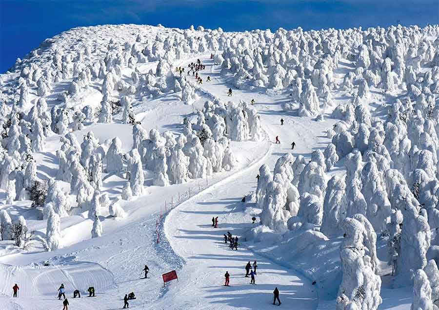 來藏王溫泉滑雪，不僅要滑雪，滑完后還建議泡這裡悠久歷史的溫泉才算真正來了一趟藏王滑雪場。樹冰則是藏王山上的一大奇觀，冬天的暴風雪將藏王山上的樹木層層包裹，形成千奇百怪的各種突起，這就是遠近有名的樹冰，也稱雪鬆。