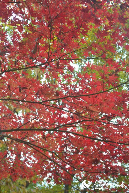 東京國營昭和紀念公園迎來紅葉最佳觀賞期【2】