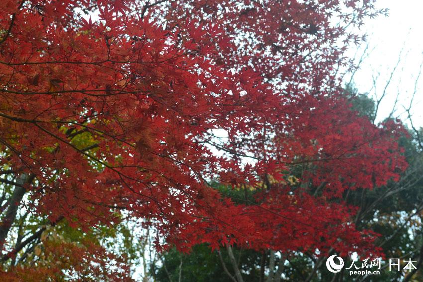 東京國營昭和紀念公園迎來紅葉最佳觀賞期【5】