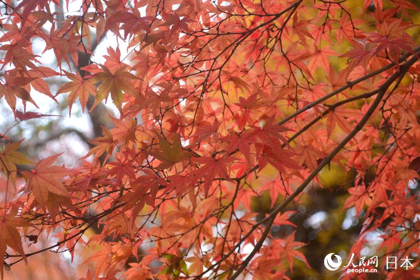 東京國營昭和紀念公園迎來紅葉最佳觀賞期【3】