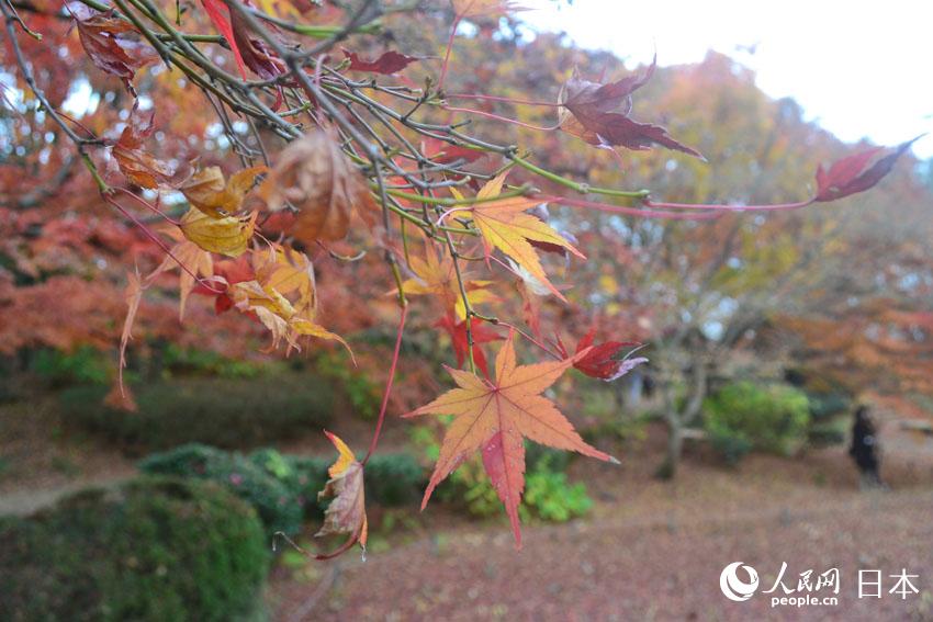 東京國營昭和紀念公園迎來紅葉最佳觀賞期【6】