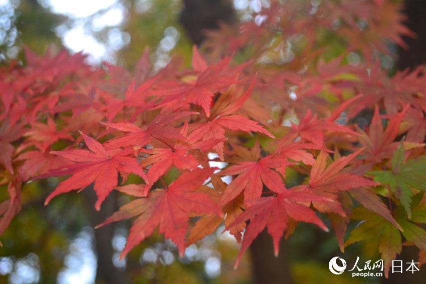 東京國營昭和紀念公園迎來紅葉最佳觀賞期