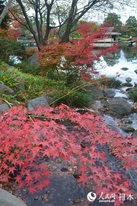 東京國營昭和紀念公園迎來紅葉最佳觀賞期【9】