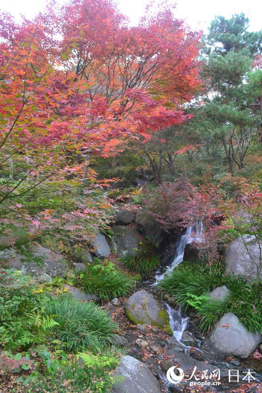 東京國營昭和紀念公園迎來紅葉最佳觀賞期【4】