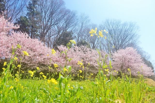 展现四季风情的日本女孩名字:春季篇