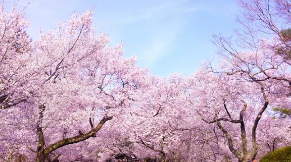 日本气象协会发布樱花花期 东京与福冈市将在