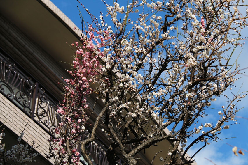 日本东京地区刮起 春一番 气温相当于4月下旬