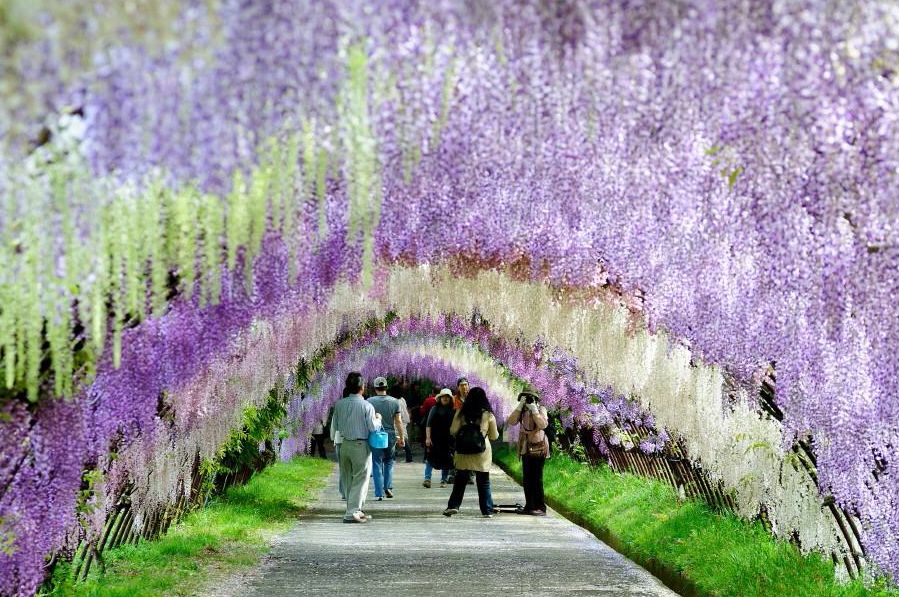 日本旅游:五一游日本,这些绝景景点迎来游览最