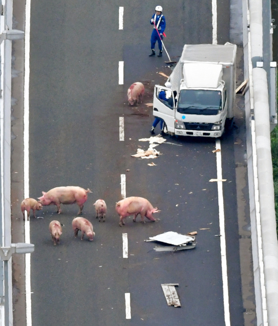 日本大阪一卡車發生事故 19隻豬亂入高速公路（圖片來源：朝日新聞網站）