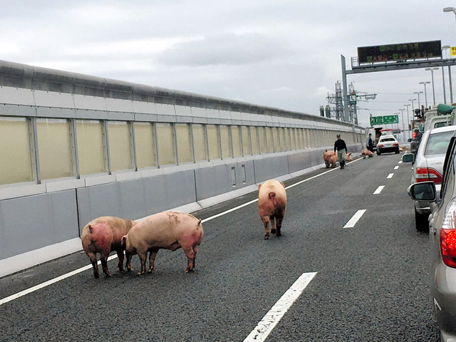 日本大阪一卡車發生事故 19隻豬亂入高速公路（圖片來源：朝日新聞網站）