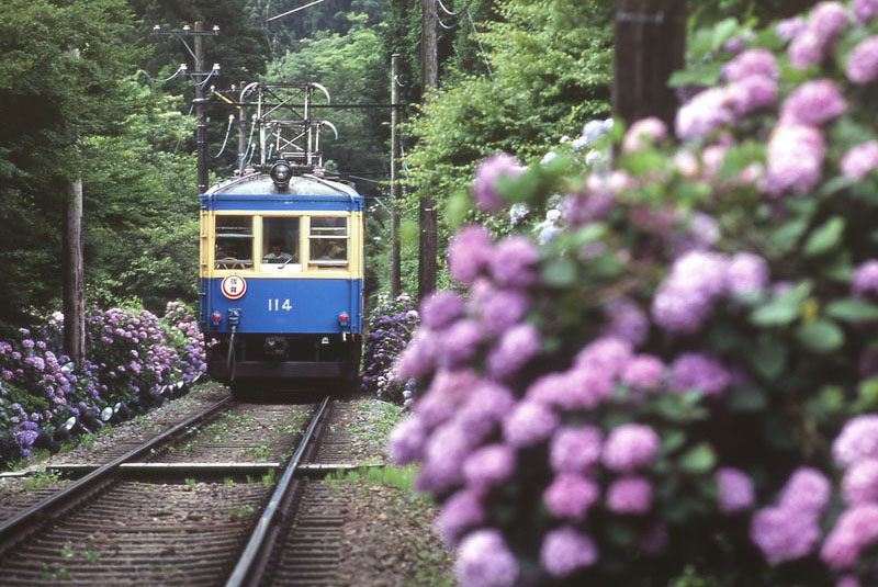 日本箱根登山鐵道公司將從6月17日起，在夜間推出“夜之紫陽花號”特別列車。該公司員工從1970年左右開始種下了鐵道沿線的紫陽花，箱根溫泉本站至強羅站之間的區間則將於6月中旬至7月中旬迎來最佳觀賞期。此次推出的特別列車“夜之紫陽花號”沿線將設置六個地點，在夜間點燈，而列車途經這些地方時也會關閉車內燈光，減速或停車，乘客可在列車長的特別解說下觀賞盛開的紫陽花。