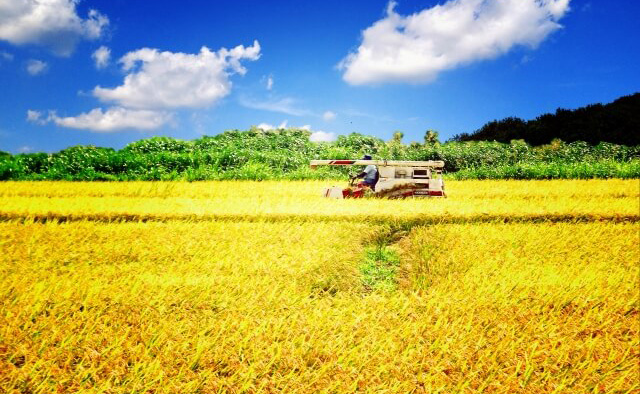 日本住友化學與久保田合作試驗新的水稻種植方式