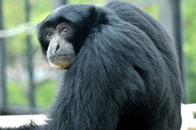 日本名古屋东山动物园猴子因叫声酷似大叔走红