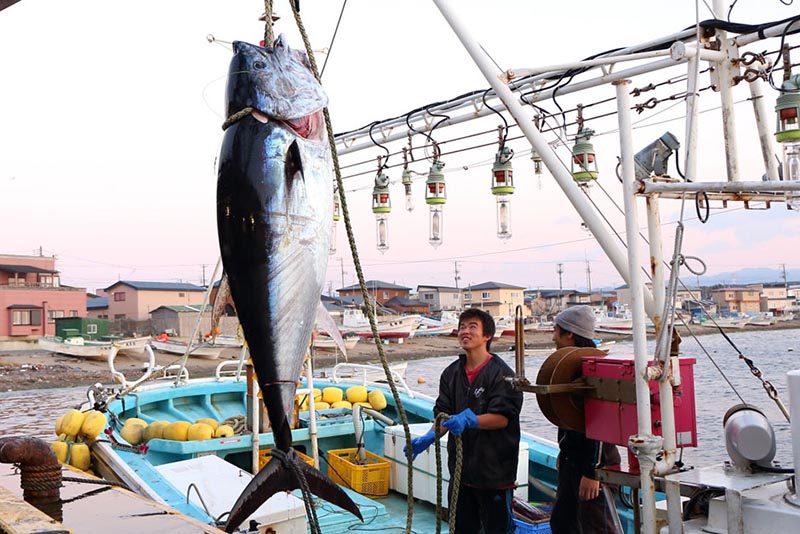 日本青森大间町开启捕捞金枪鱼观光之旅渔业变旅游资源