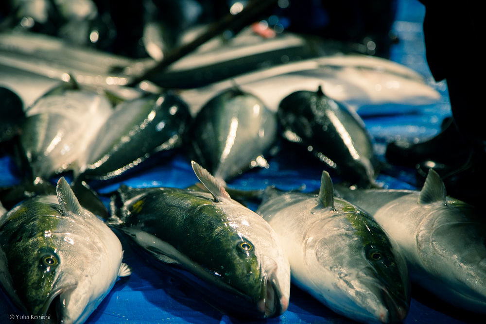 “寒鰤魚”的捕撈季節是每年的11月至2月，如果有機會冬天去富山旅游，可不能放過“寒鰤魚”。本期策劃，我們要找到坊間對富山縣冰見的“寒鰤魚”是最有名的、味道與肉質都堪稱一絕的說法找到答案。