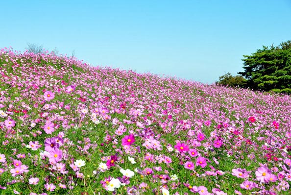 日本秋季最具代表性的波斯菊也開始綻放。粉紅色和淡紫色的花朵搖曳在風中，正如其花語“少女的愛情”一般可愛。位於東京都立川市的“國營昭和紀念公園”中，有超過20000平米的花田種植了約550萬株波斯菊，可謂是東京觀賞波斯菊的絕佳景點。每年9月中旬，這裡波斯菊盛開，深粉色與白色的花瓣交織，再加上山坡上粉色的花朵，連成一片，非常壯觀。