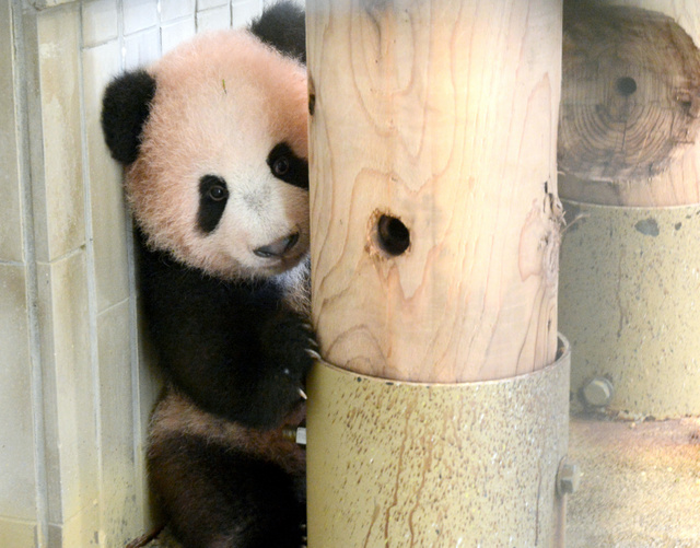 上野动物园新生熊猫香香出生140天 好奇心日益