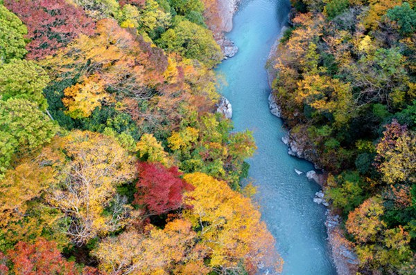 东京西部多摩川上游迎来红叶最佳观赏期
