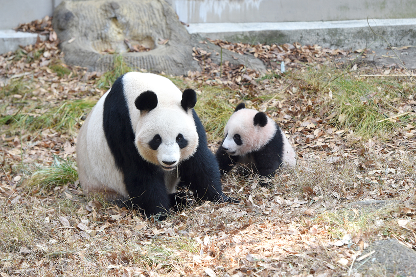 香香與媽媽（圖片由上野動物園提供）