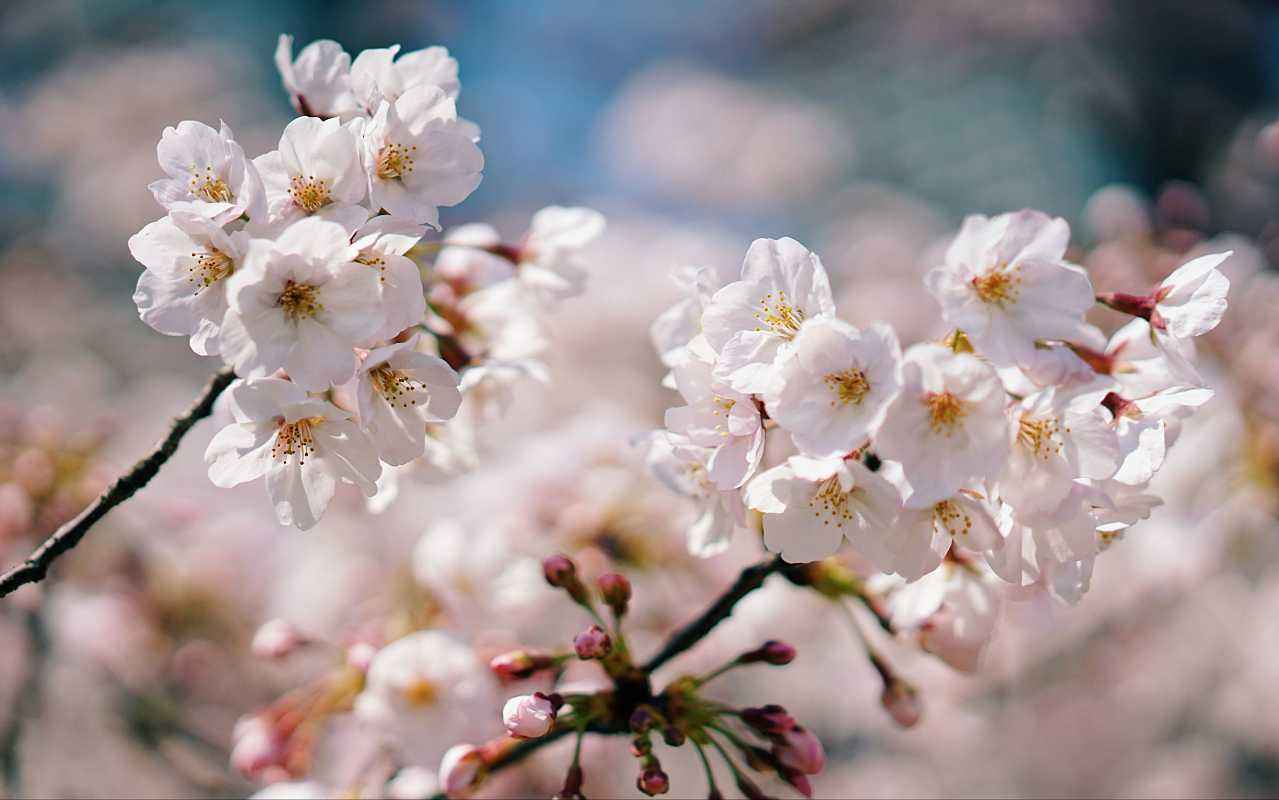 2018年日本各地樱花开放日期预测 东京及九州