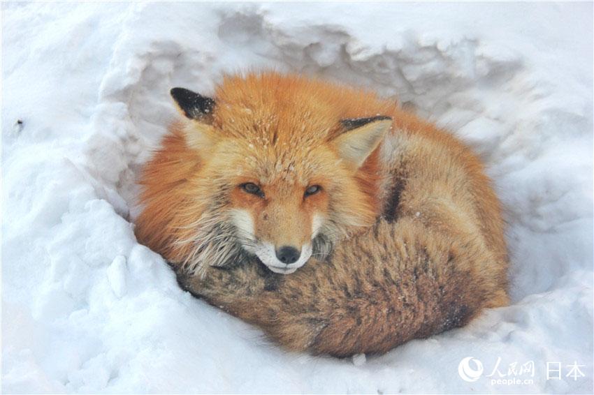 狐狸村內放養的狐狸。