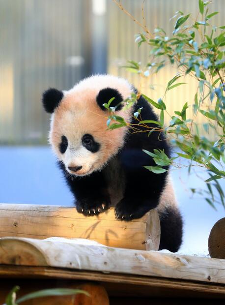 参观上野动物园熊猫宝宝“香香” 黄金周期间再次实行抽签制