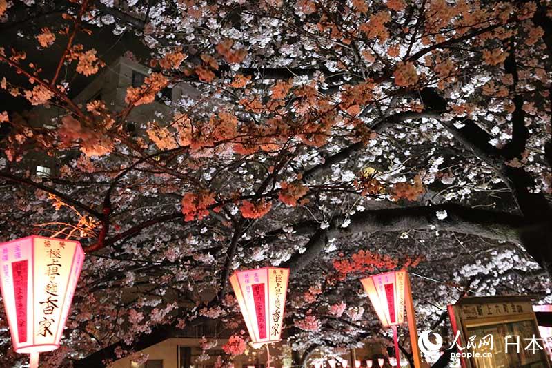 3月24日晚在东京目黑川拍摄的樱花。