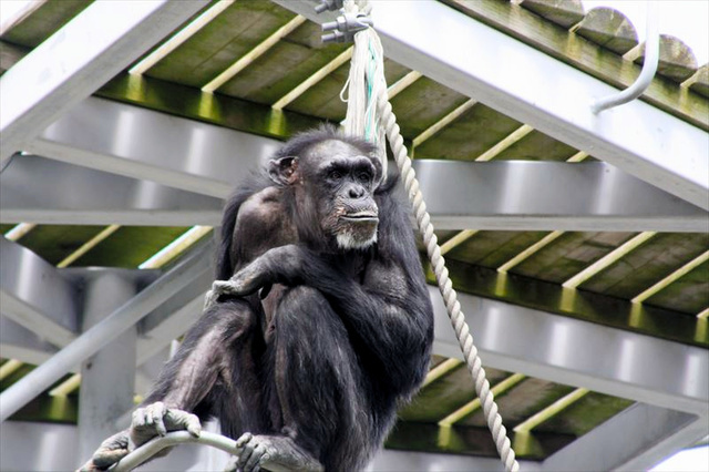 日本札幌圆山动物园两只黑猩猩险些逃出 游客紧急避难
