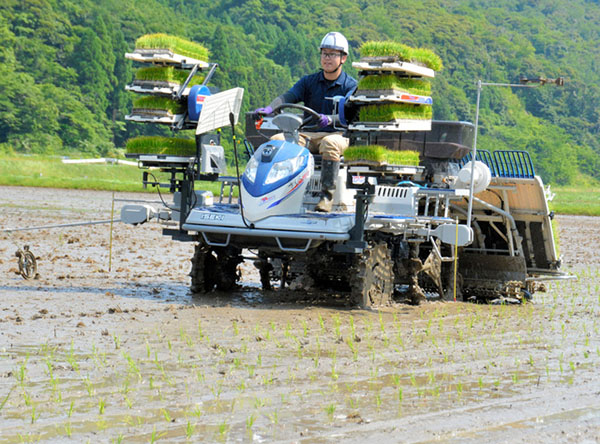 日本鸟取县利用智能插秧机和无人机进行稻田作业