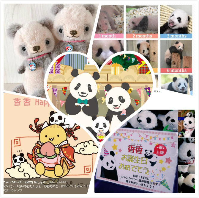 旅日大熊猫“香香”迎周岁 4000名日本粉丝排队庆生