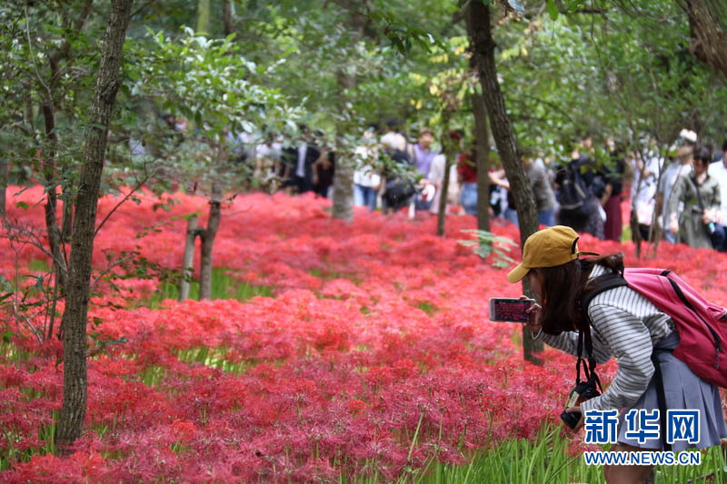 圖為9月24日，來自世界各地的游客們在欣賞盛開的曼珠沙華。新華網記者 彭純攝