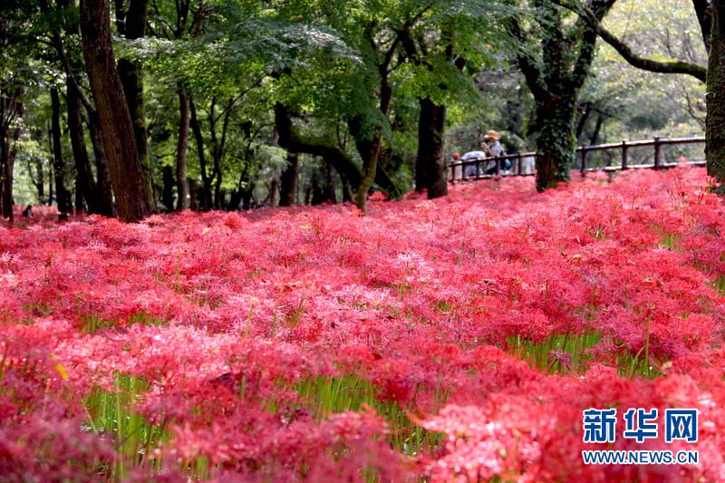 圖為9月24日在日本埼玉縣巾著田曼珠沙華公園內拍攝多姿多彩的曼珠沙華。新華網記者 彭純攝