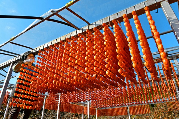 日本和歌山懸挂“串柿” 顏色鮮艷染紅鄉野（圖片來源：朝日新聞網站）