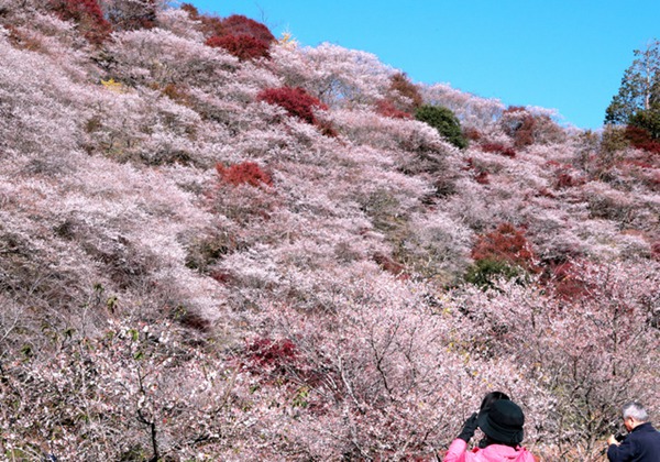 日本丰田市四季樱盛开 与红叶相映成趣