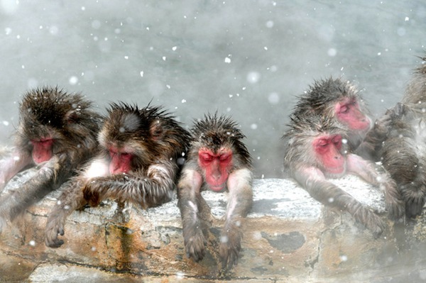 冬季来临 日本北海道猴子为御寒泡温泉