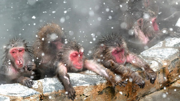 冬季来临 日本北海道猴子为御寒泡温泉