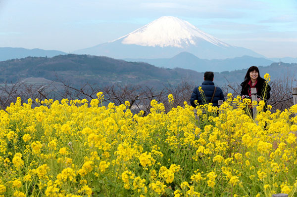 日本神奈川二宫町6万株油菜花盛开 迎来观赏期