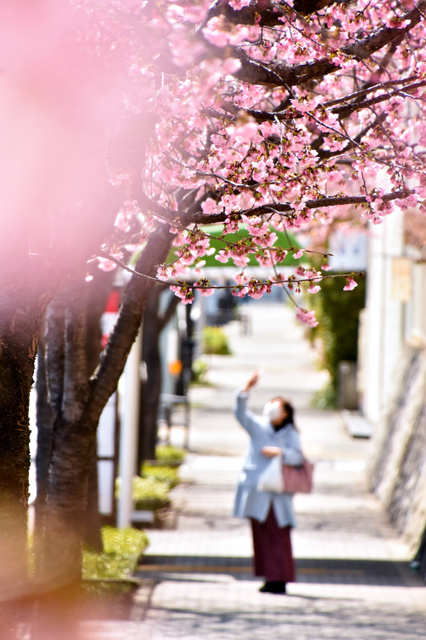 名古屋市樱花开放迎春 深浅各色惹人爱