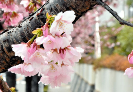 櫻花開放迎春