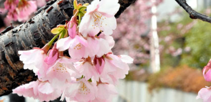 气温高于往年 日本各地樱花将提早开花