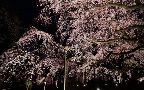 東京六義園垂櫻迎來最佳觀賞期（圖片來源：朝日新聞網站）