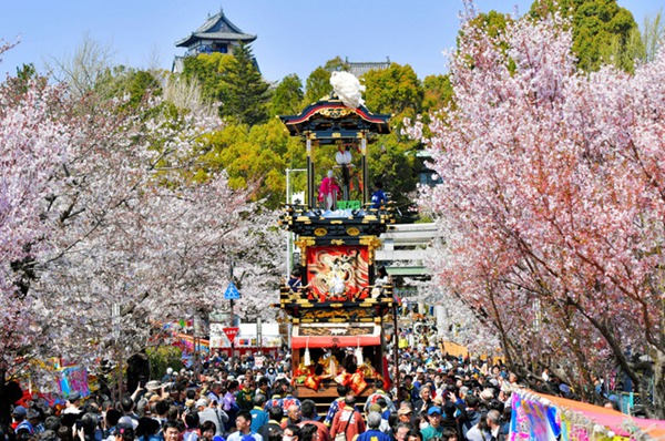 日本爱知犬山祭举行 樱花树下欣赏花车巡游（图片来源：朝日新闻网站）