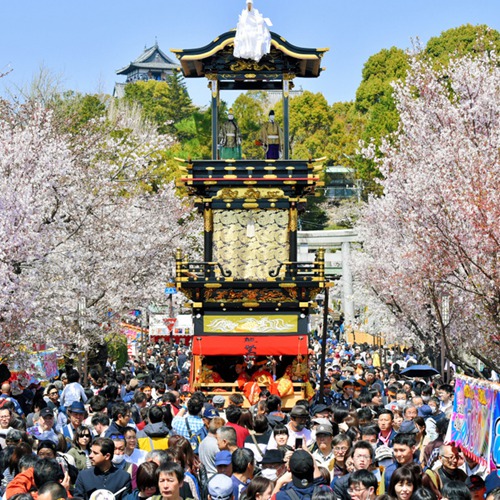 日本愛知犬山祭舉行 櫻花樹下欣賞花車巡游（圖片來源：朝日新聞網站）